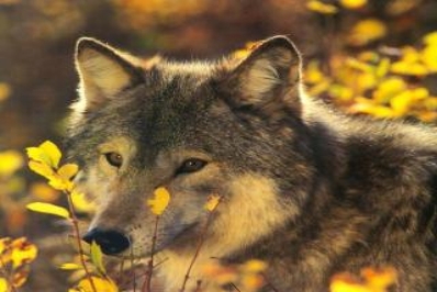 Обои для рабочего стола Волк и осень фото - Раздел обоев: Хищники (Животные)
